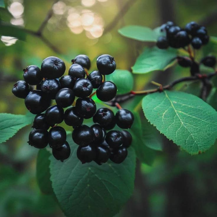 Aronia