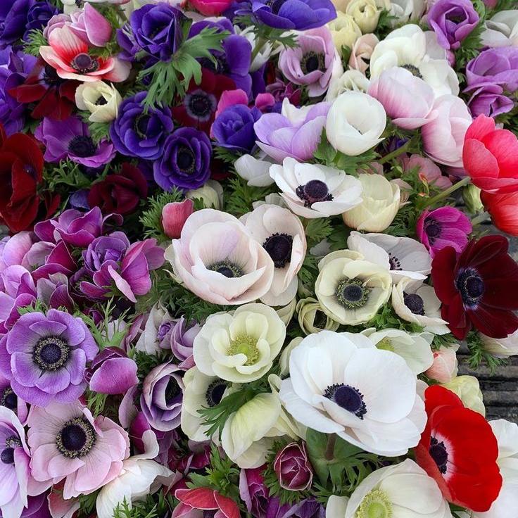 Bulbi de Anemone
