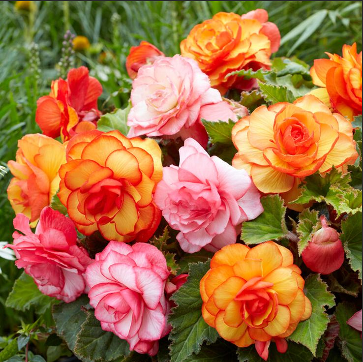 Bulbi de Begonia
