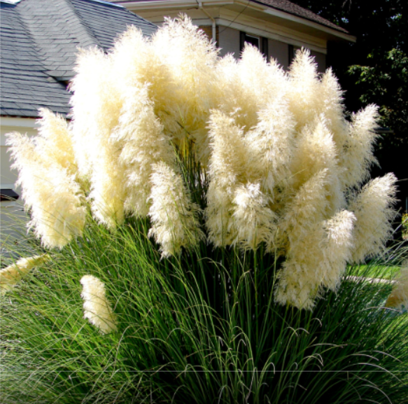 Iarbă de Pampas