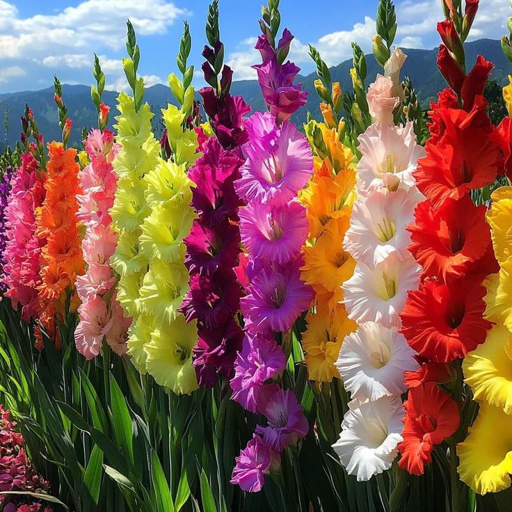 Bulbi de Gladiole