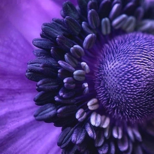 10 Bulbi de Anemone "Purple Queen"