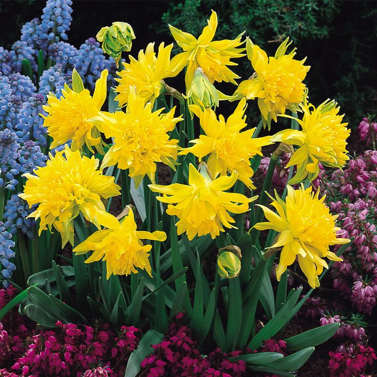 2 Bulbi Narcise - Narcissus Rip van Winkle