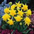 2 Bulbi Narcise - Narcissus Rip van Winkle