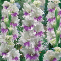 5 Bulbi de Gladiole - Lunaria