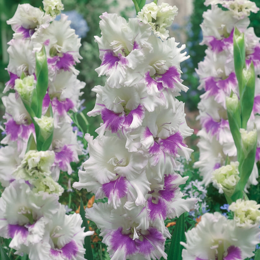 5 Bulbi de Gladiole - Lunaria