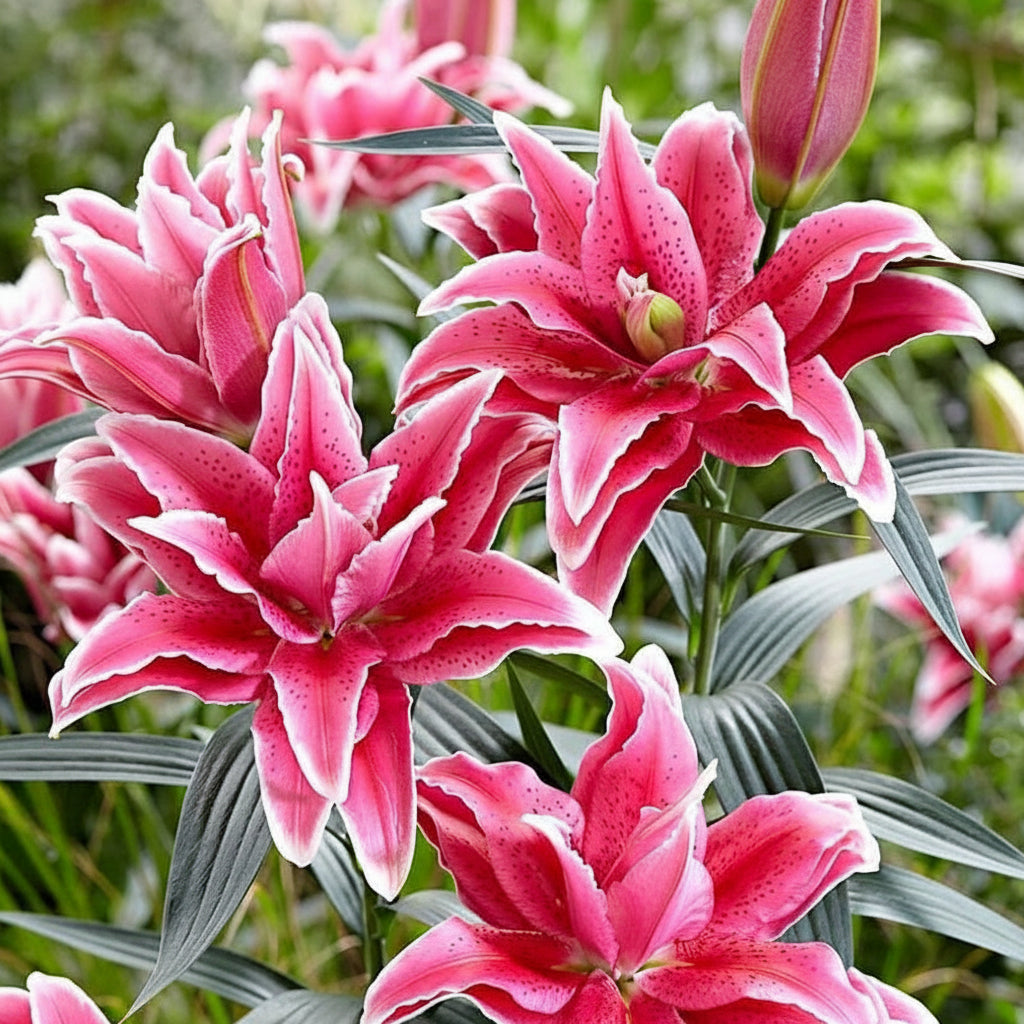 2 Bulbi de Crini - Lilium Double Lady