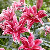 2 Bulbi de Crini - Lilium Double Lady