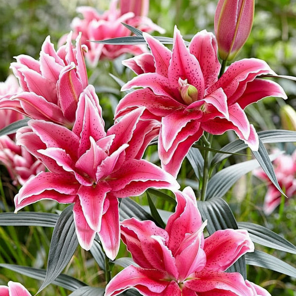 2 Bulbi de Crini - Lilium Double Lady