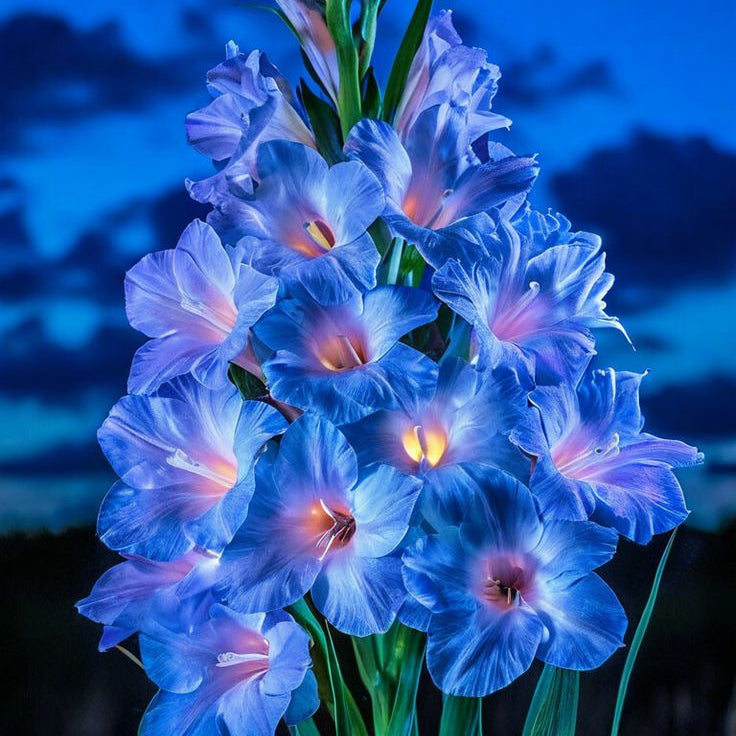 5 Bulbi de Gladiole - Amalfi