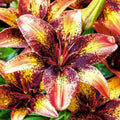 2 Bulbi de Crini - Lilium Tribal Dance