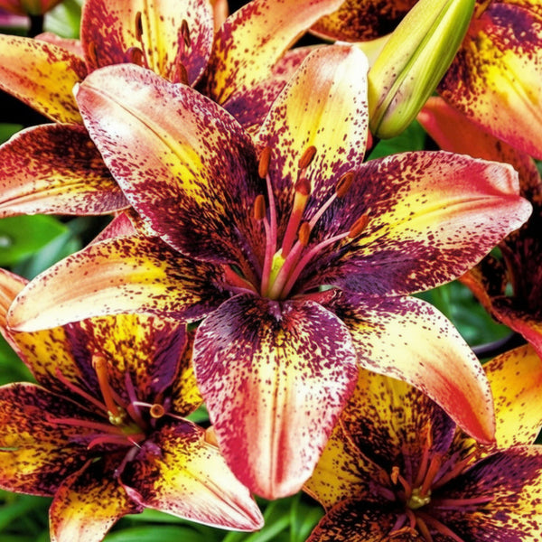 2 Bulbi de Crini - Lilium Tribal Dance