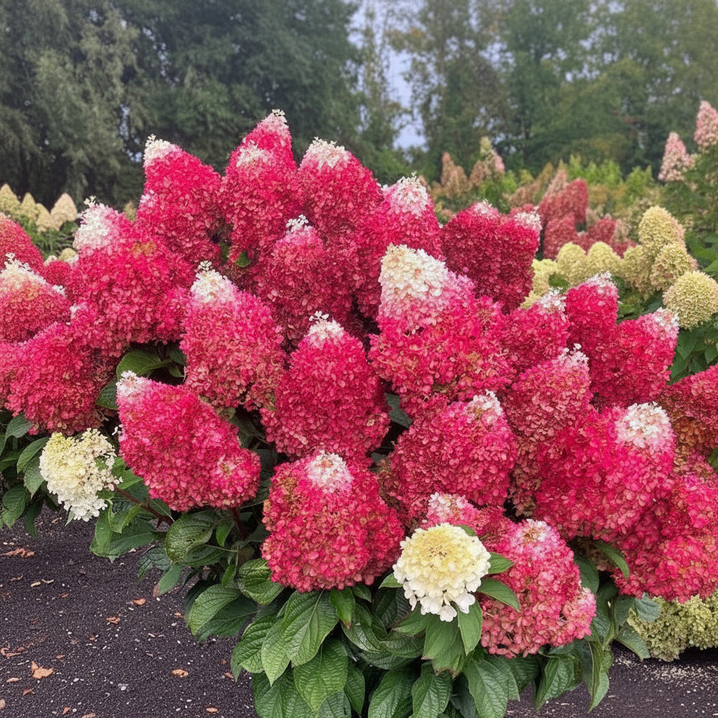 Hortensia Paniculata ”Pink Lady”