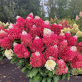 Hortensia Paniculata ”Pink Lady”