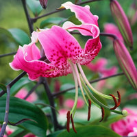 2 Bulbi de Crini - Lilium Leslie Woodriff