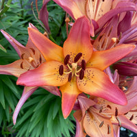 2 Bulbi de Crini - Lilium Easy Dream