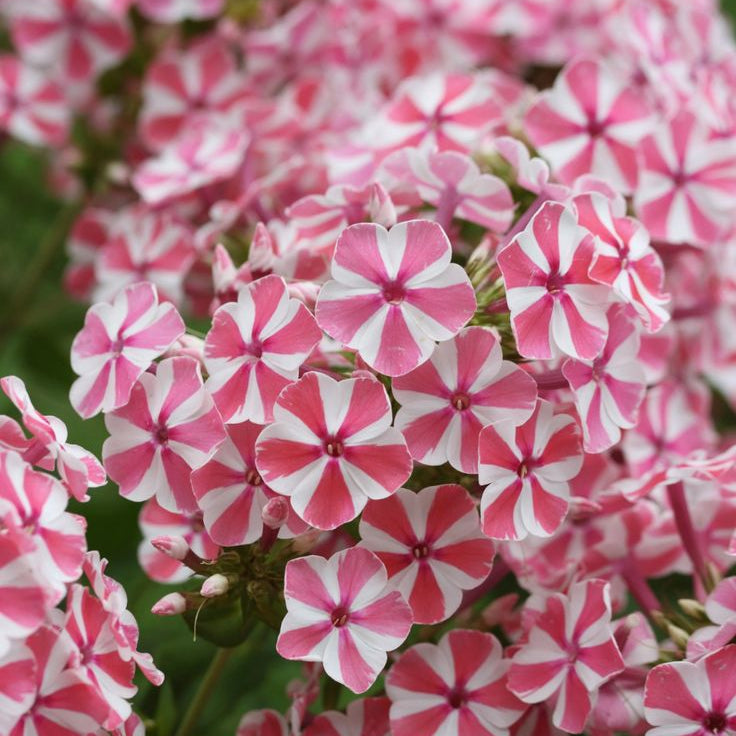 2 Bulbi de Brumărele - Phlox "Candy Twist"