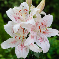 2 Bulbi de Crini - Lilium Muscadet