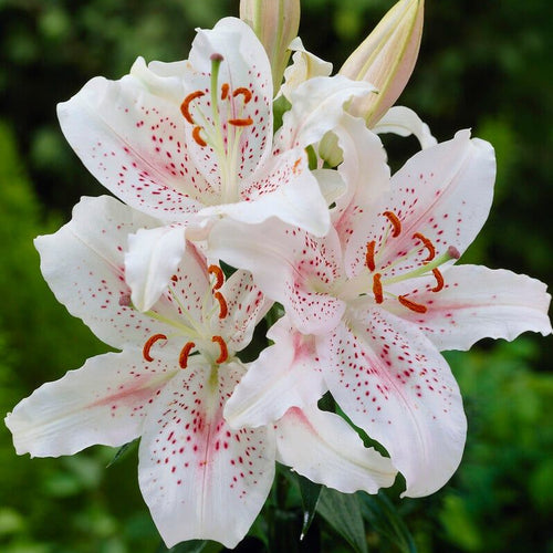 2 Bulbi de Crini - Lilium Muscadet