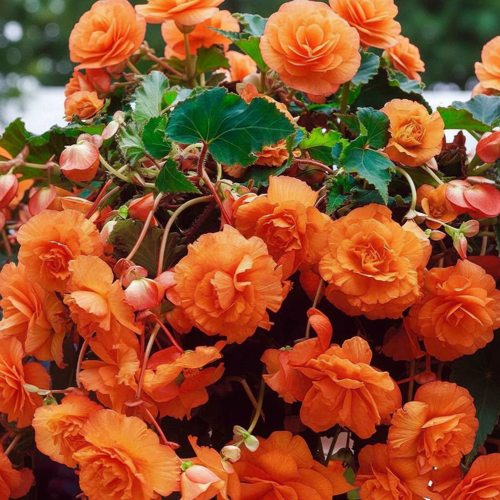 2 Bulbi de Begonia "Illumination Apricot" Curgătoare