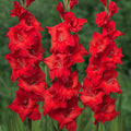 5 Bulbi de Gladiole - Rojo