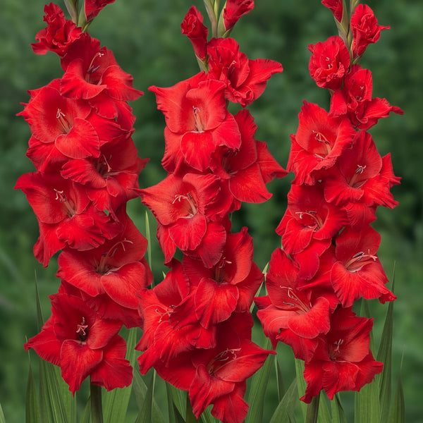 5 Bulbi de Gladiole - Rojo