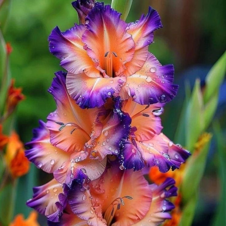 5 Bulbi de Gladiole - Mariposa