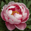 Bulbi Bujori - Paeonia Sarah Bernhardt