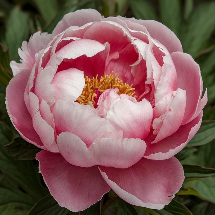 Bulbi Bujori - Paeonia Sarah Bernhardt