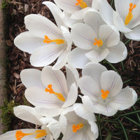 Bulbi de Brândușe Crocus Jeanne D'Arc Albe – imagine 2