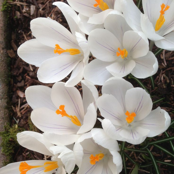 5 Bulbi de Brândușe " Crocus Jeanne D'Arc" Albe