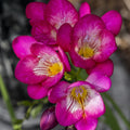 5 Bulbi de Frezie "Pink Attraction"