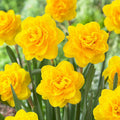 2 Bulbi Narcise - Narcissus Tête Bouclé