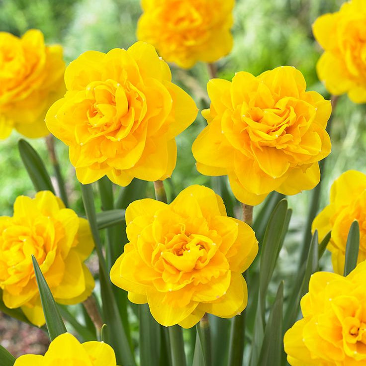 2 Bulbi Narcise - Narcissus Tête Bouclé