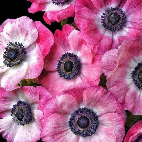 10 Bulbi de Anemone "Pink Pearl"
