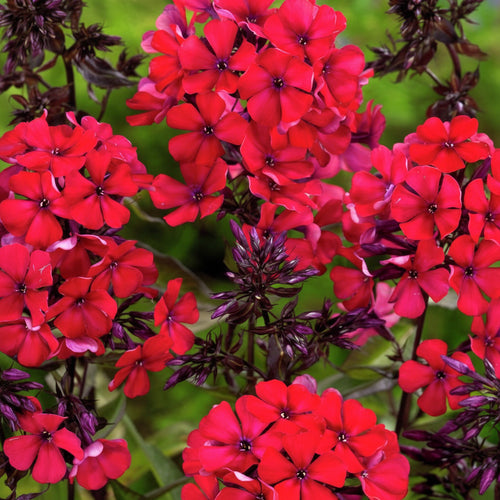 2 Bulbi de Brumărele - Phlox "Starfire"