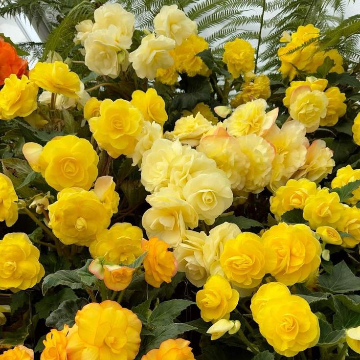 2 Bulbi de Begonia "Nonstop Yellow"