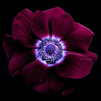 10 Bulbi de Anemone "Wine Red"