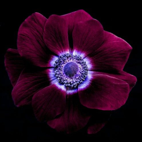 10 Bulbi de Anemone "Wine Red"