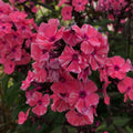 2 Bulbi de Brumărele - Phlox "Eva Cullum"