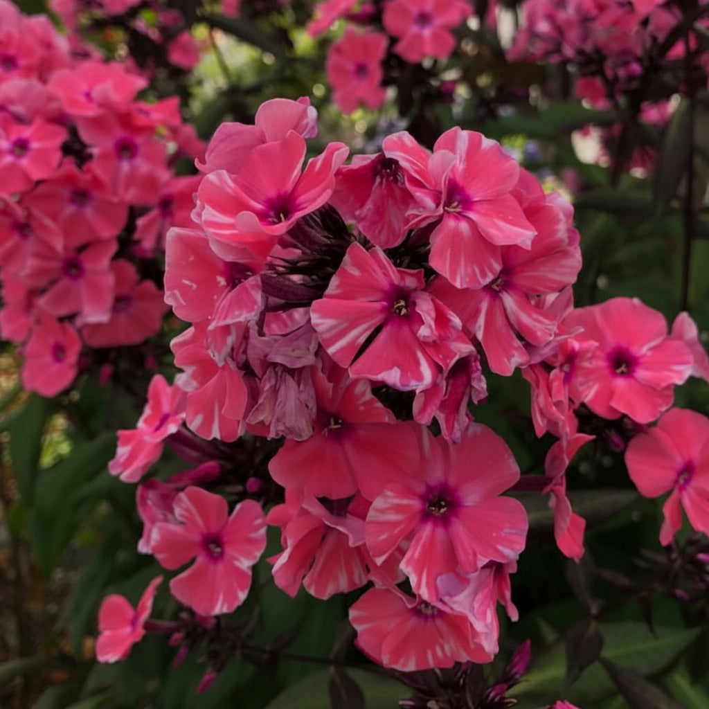 2 Bulbi de Brumărele - Phlox "Eva Cullum"
