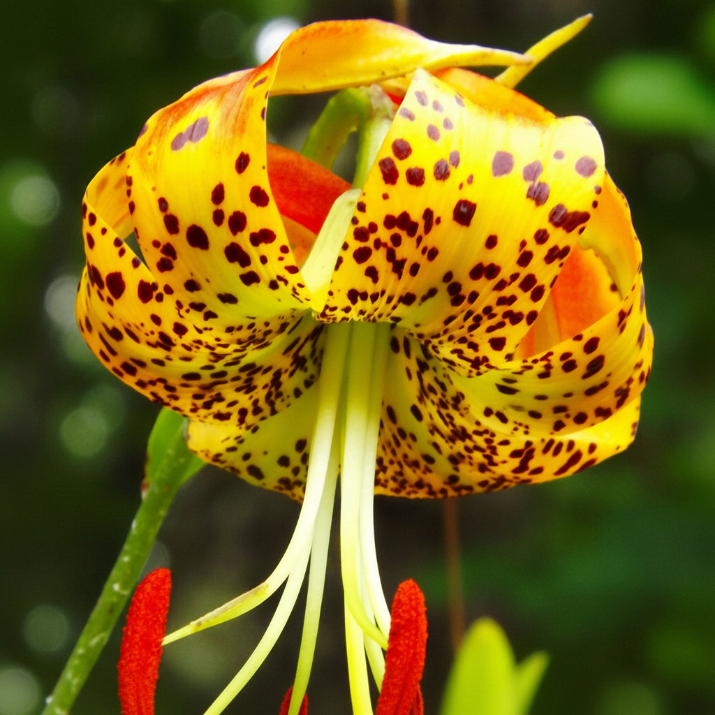 2 Bulbi de Crini - Lilium Aqual