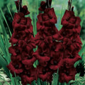 5 Bulbi de Gladiole - Carmela