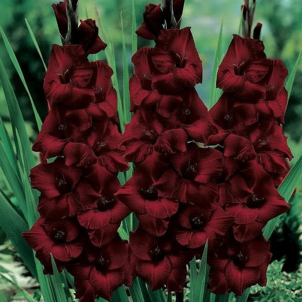 5 Bulbi de Gladiole - Carmela