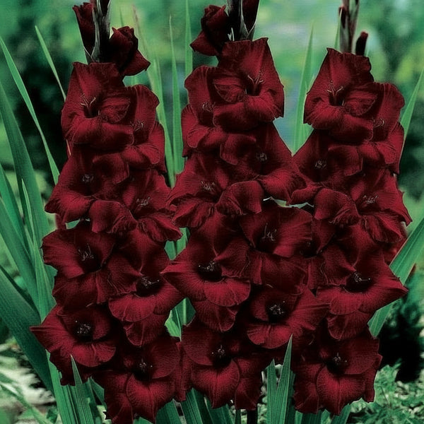 5 Bulbi de Gladiole - Carmela