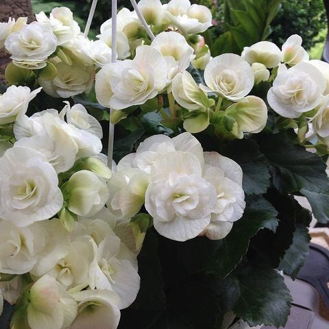 2 Bulbi de Begonia "Nonstop White"