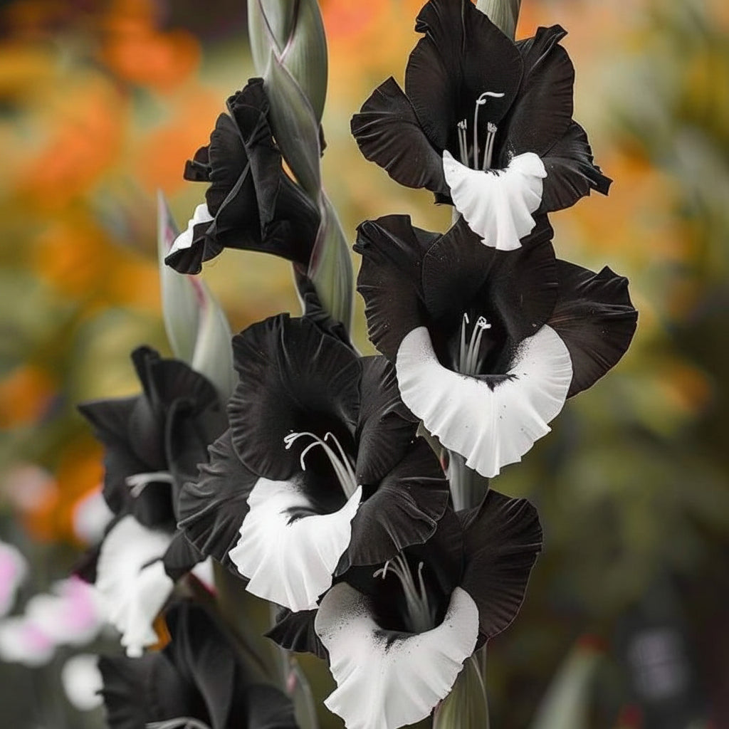5 Bulbi de Gladiole - Black Pearl