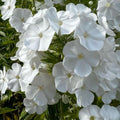 2 Bulbi de Brumărele - Phlox "David"