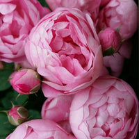 Bulbi Bujori - Paeonia Susie Q