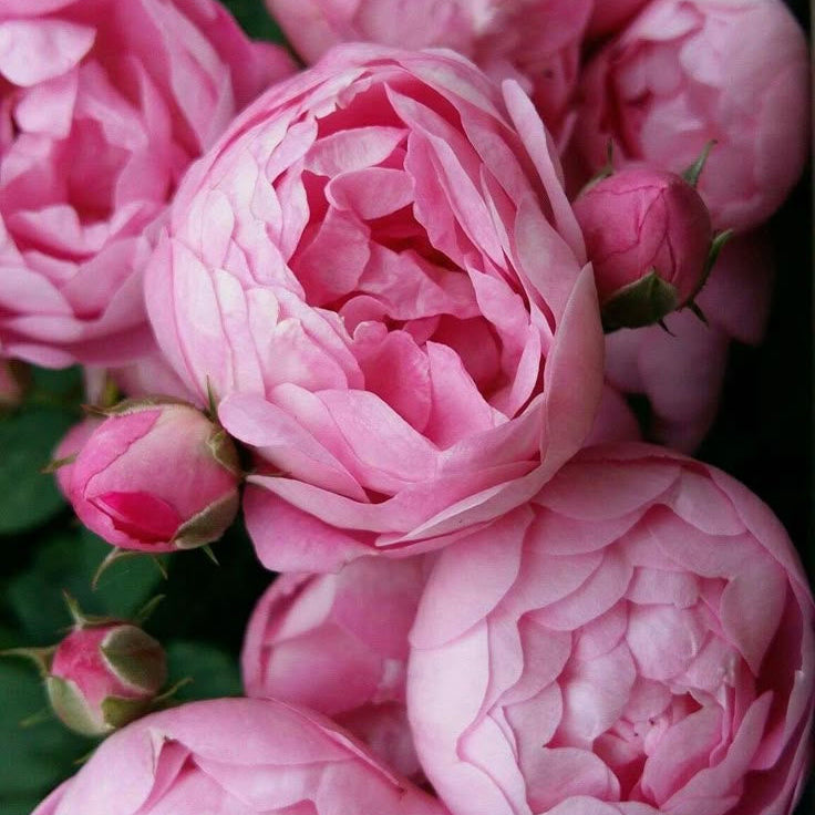 Bulbi Bujori - Paeonia Susie Q